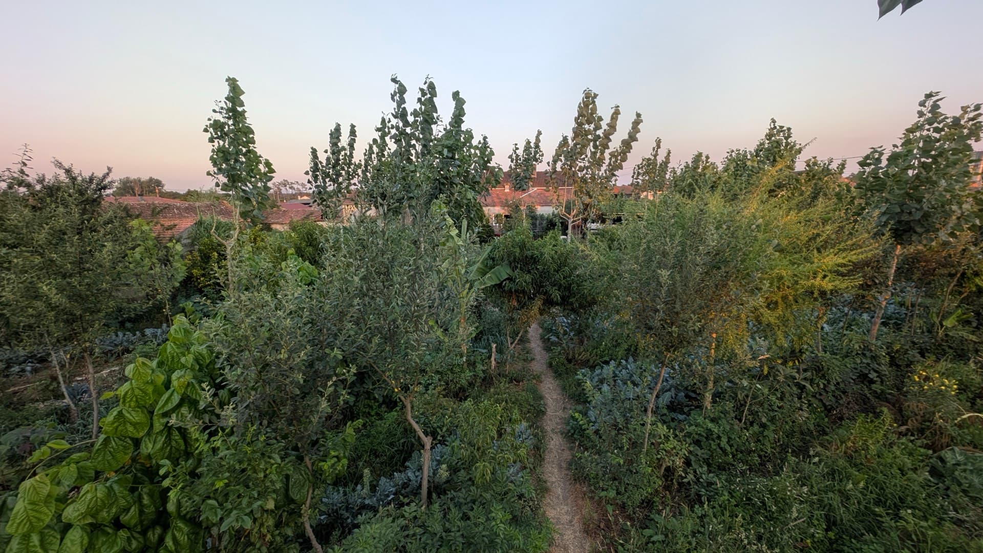 A agrofloresta sintrópica em crescimento